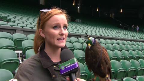 Rufus The Wimbledon Hawk