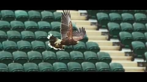 Rufus - The Real Hawk-Eye