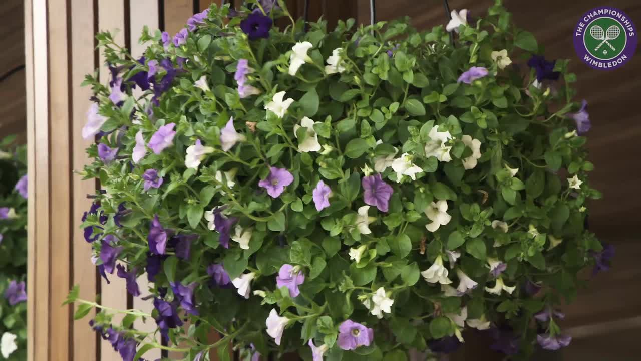 Head Gardener puts final touches to iconic Wimbledon floral display