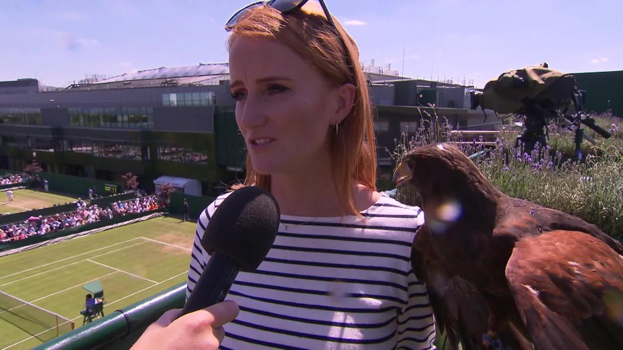 The Wimbledon Channel: Rufus the Hawk